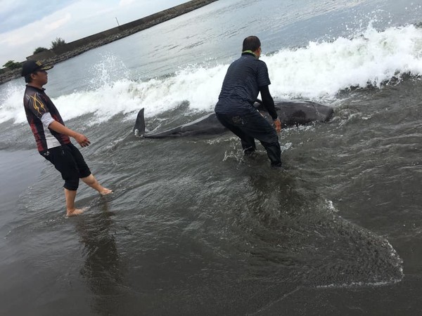 ▲台南市安平秋茂園海邊傳出鯨豚擱淺，網友發現除協力將鯨豚推入海中外，並將照片PO在網路社群。（圖／翻攝自臉書爆料公社）