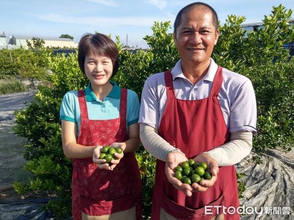 ▲屏東縣萬丹鄉農友張坤元栽種1公頃的金桔園，生產金桔獲消費者好評。（圖／記者陳崑福翻攝）