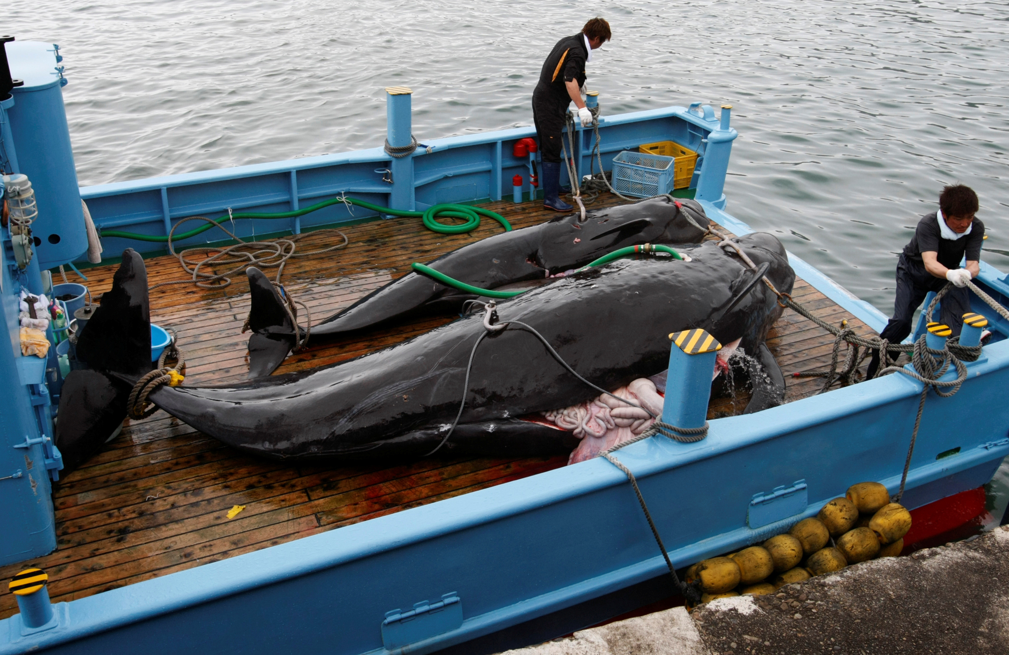 ▲▼國際捕鯨委員會（IWC）於1982年通過《全球禁止捕鯨公約》，禁止商業捕鯨，但允許捕鯨用於科學用途。（示意圖／路透社）