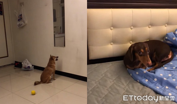 ▲▼邊緣柴日常！照鏡子燦笑跟自己打招呼　爸無奈：你沒有朋友。（圖／有點毛毛的／網友Yu Shin Chen提供）