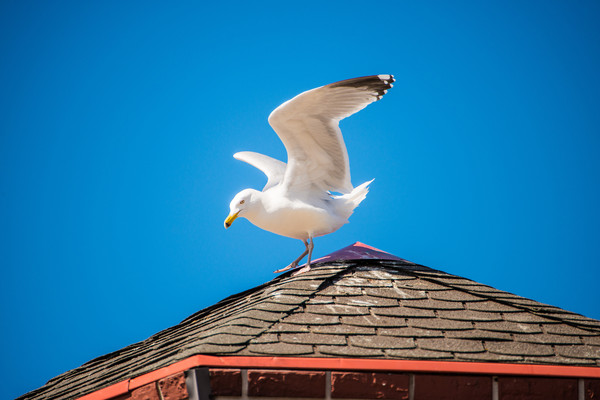 ▲▼黑脊鷗,Herring Gulls,鳥。（圖／達志影像／示意圖）