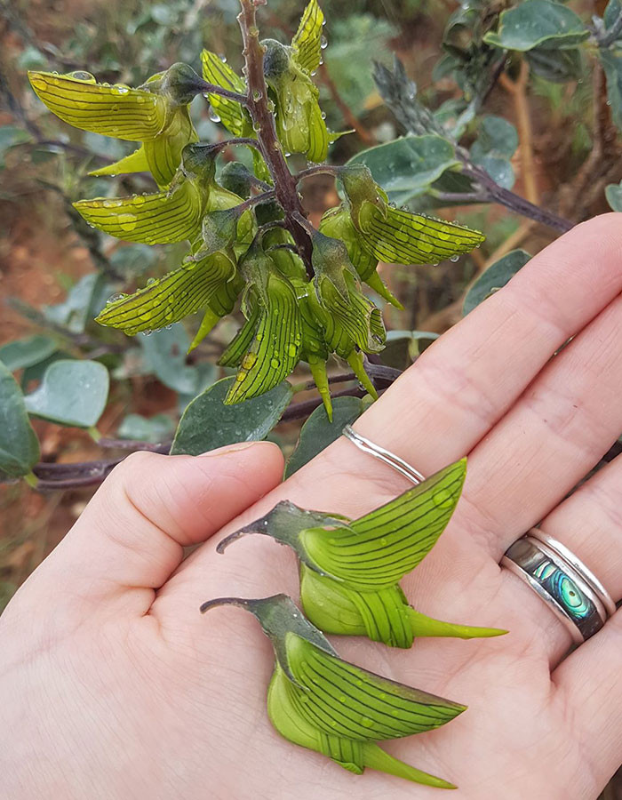 一串鋒鳥長在植物上？鳥喙翅膀超明顯　網友發問讓「青鳥花」暴紅（圖／OctopusPrime） 