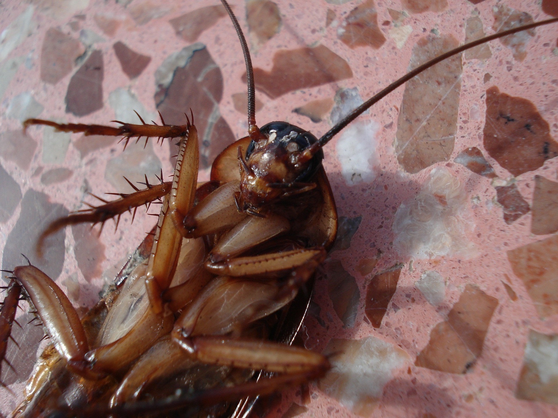 蟑螂的样子图片