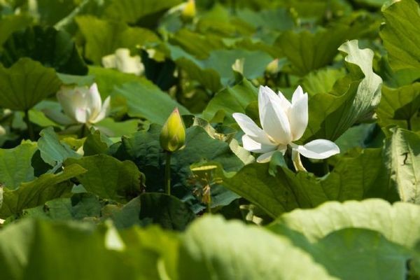 ▲2019桃園蓮花季，歡迎來體驗觀音農莊的魅力。（圖／市政府提供）