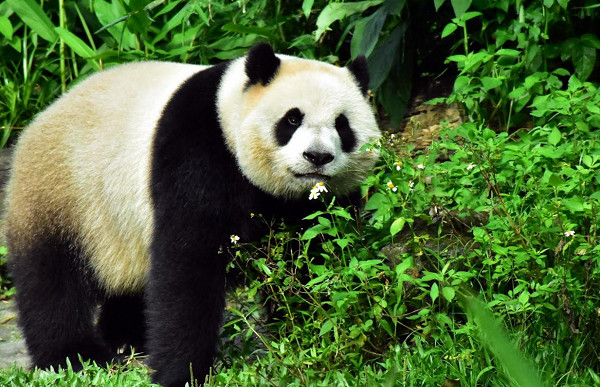 ▲▼圓仔即將滿6歲！動物園周六辦慶生會　當天還能跟圓仔合照。（圖／台北市立動物園提供）