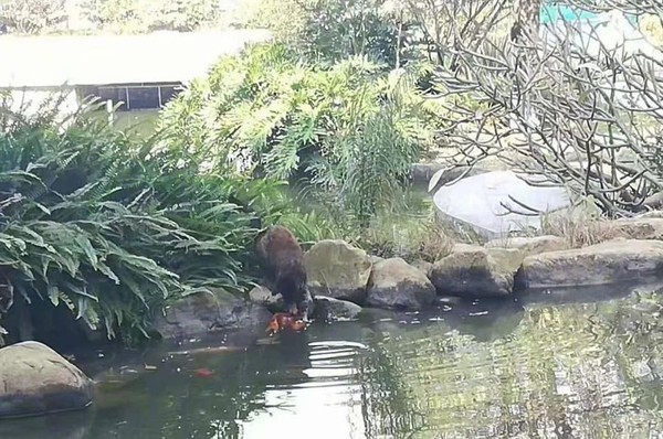 ▲▼野貓池塘秀神技 霸氣叼魚網驚呆。（圖／翻攝自爆廢公社）