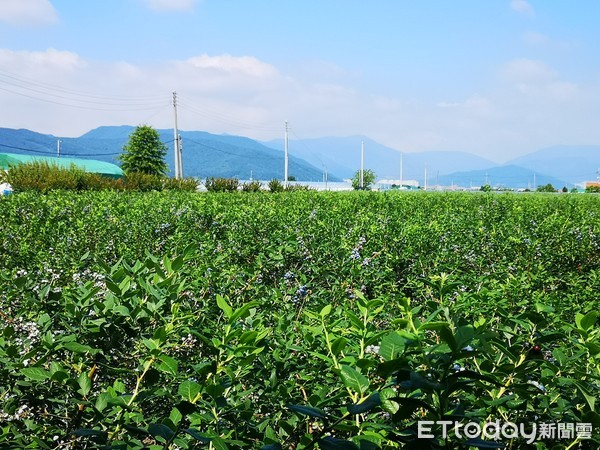 ▲▼限時2個月！釜山體驗「現摘藍莓＋冰淇淋DIY」，千元有找新玩法。（圖／記者胡順惠攝）