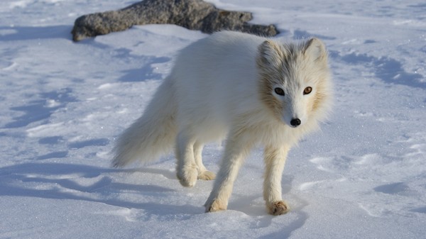 ▲▼北極狐76天穿越3506公里。（圖／取自免費圖庫pixabay）