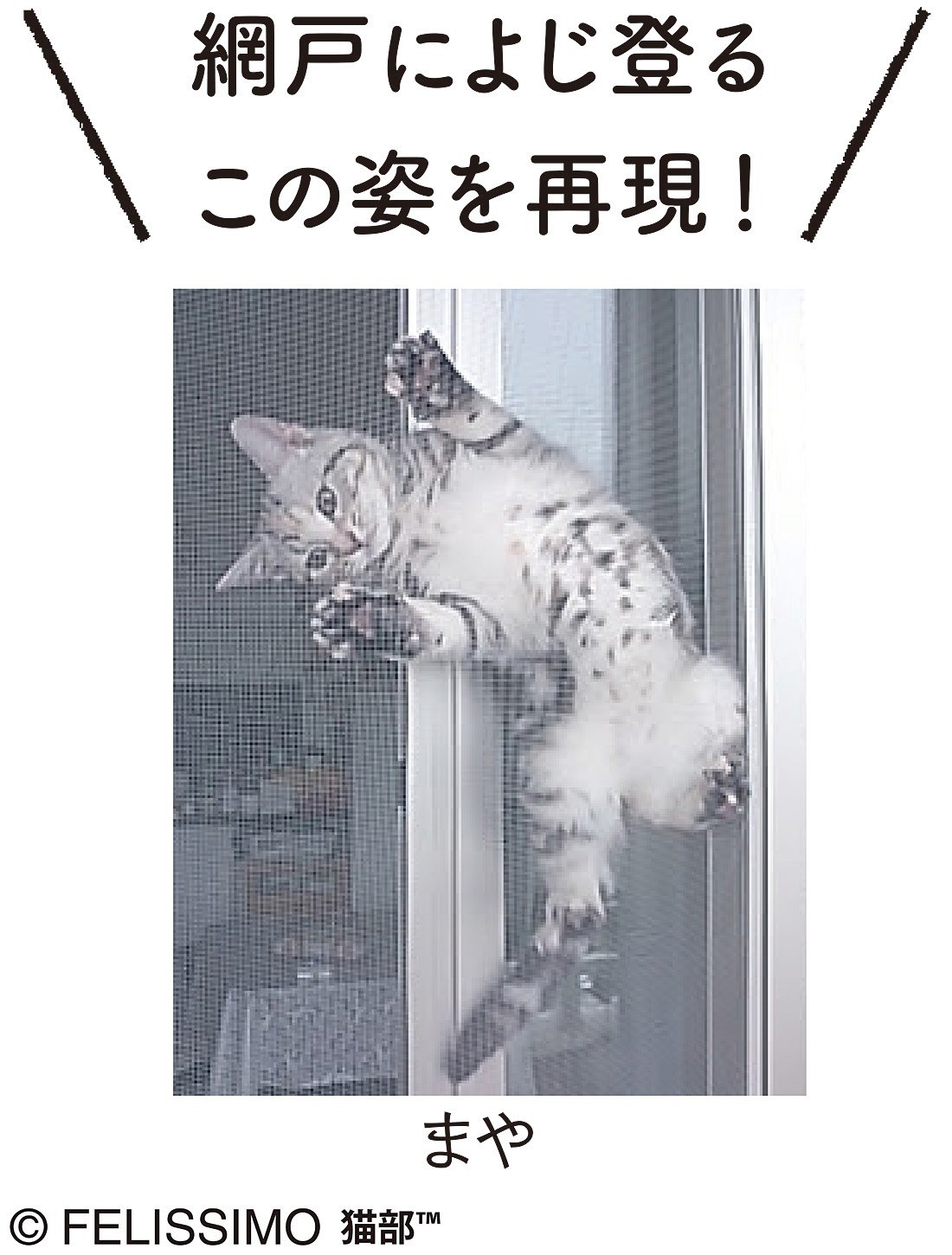 ▲貓咪。（圖／翻攝自felissimo.co.jp）