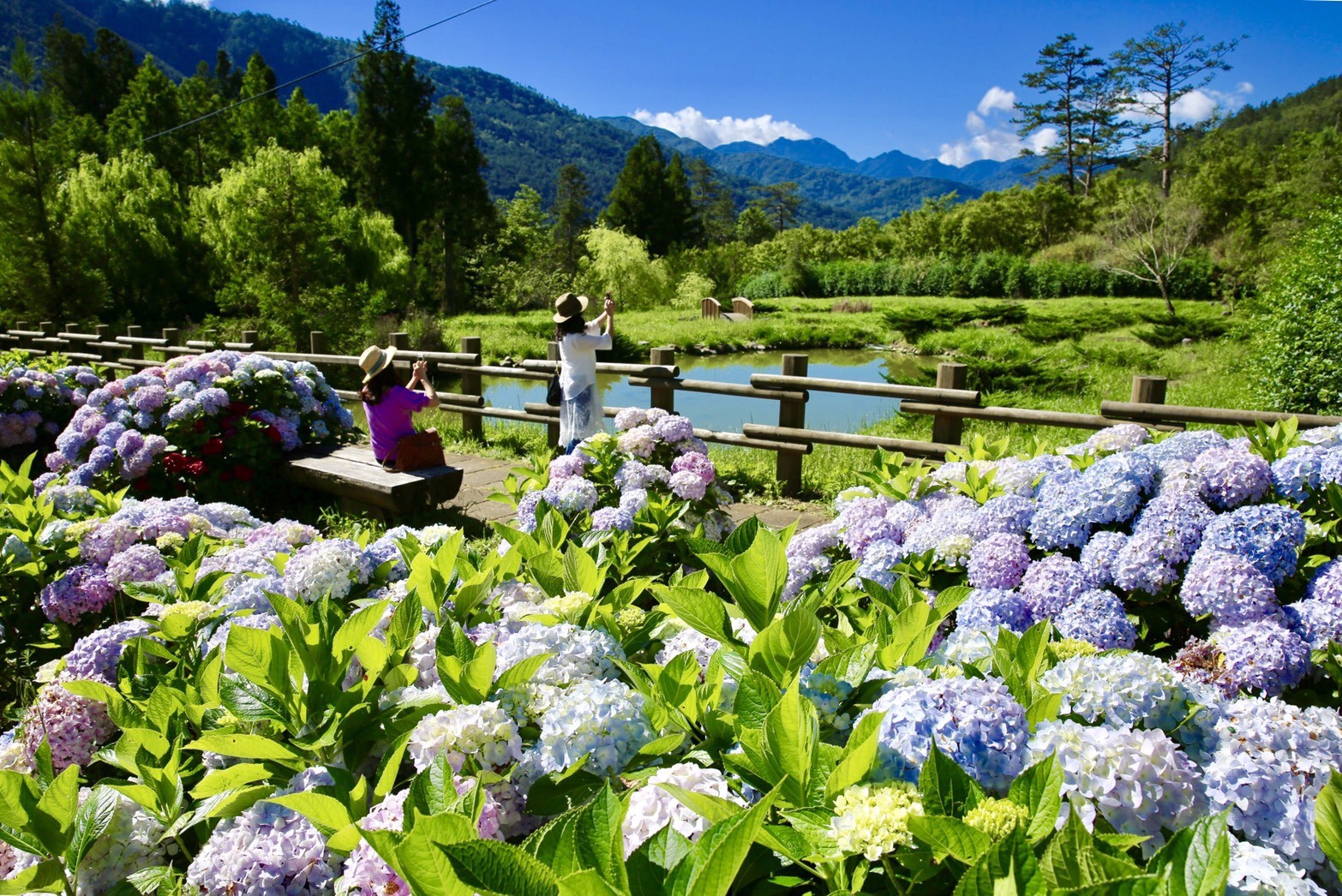 繡球花大爆發 武陵農場花期只到7月底快上山避暑兼賞花 Ettoday旅遊雲 Ettoday新聞雲