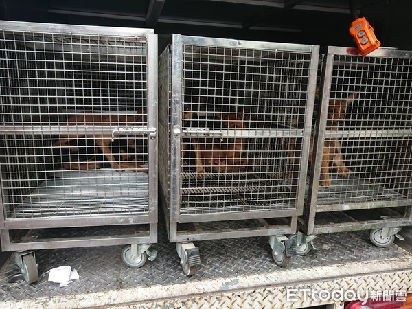 ▲台南市動保處派員緊急庇護救援25隻毛小孩，免於被餓死的悲慘境界。（圖／記者林悅翻攝，下同）