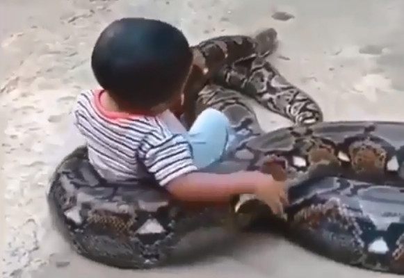 ▲▼男孩把蛇當玩具。（圖／翻攝自Instagram／reptiletube）