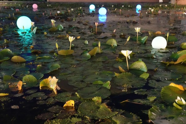 ▲紅冠水雞把這裡當成繁衍後代的家,雙溪上林荷花田。（圖／新北市政府綠美化環境景觀處,賞花快報提供）