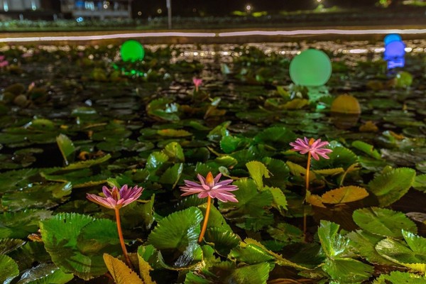 ▲紅冠水雞把這裡當成繁衍後代的家,雙溪上林荷花田。（圖／新北市政府綠美化環境景觀處,賞花快報提供）