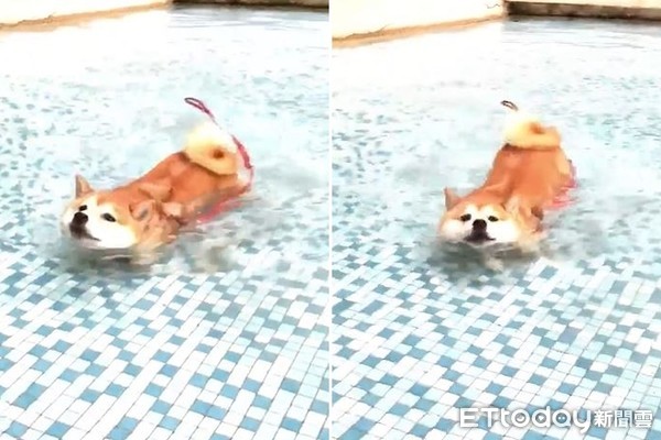 ▲柴犬「美珠」喜歡游泳。（圖／Instagram／@meichu1123授權提供，下同）