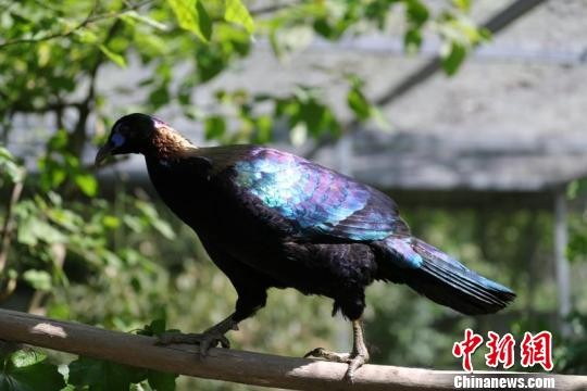 ▲素有「鳥中大熊貓」之稱的綠尾虹雉。（圖／翻攝自《中新社》）