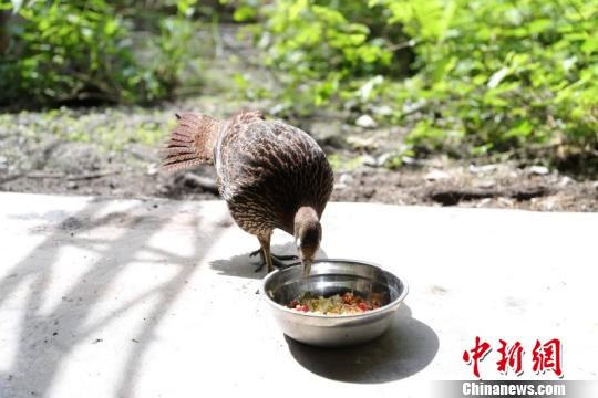 ▲素有「鳥中大熊貓」之稱的綠尾虹雉。（圖／翻攝自《中新社》）