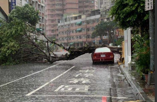 ▲▼ 皓東路路樹倒塌            。（圖／翻攝爆料公社）