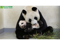 「圓圓」快抱不動「圓仔」了，但仍要抱著舔。（圖／台北市立動物園）