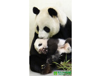 「圓圓」快抱不動「圓仔」了，但仍要抱著舔。（圖／台北市立動物園）