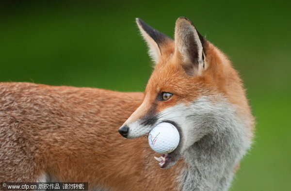 小狐狸愛上偷高爾夫球。（圖／CFP）