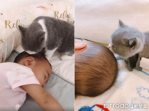 ▲小貓每天幫嬰兒理毛。（圖／網友Joyce Lin授權提供）