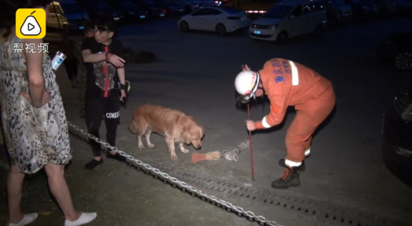 ▲玩伴被困下水道！阿金「死守原地」等救援　陪伴畫面超暖心（圖／翻攝梨視頻）