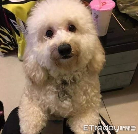 ▲特別企劃／愛犬離世&hellip;夫妻在車上聞到「超臭屁味」卻不是人放的。（圖／飼主海尼根提供）