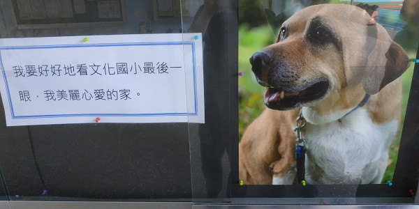 ▲▼文化國小校犬小白襪畢業了！　全體師生辦追思會獻花謝謝牠。（圖／新北市動保處提供）