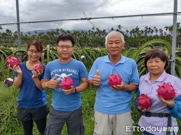 ▲屏東縣內埔鄉青農黃羽民，經父母親調教下種植「有機紅龍果」，品質受肯定。（圖／記者陳崑福翻攝）