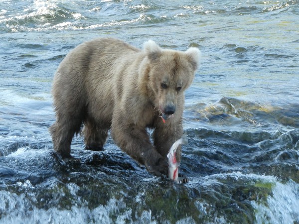 ▲▼阿拉斯加卡特邁國家公園上演棕熊覓食鮭魚。（圖／翻攝自Katmai National Park & Preserve）