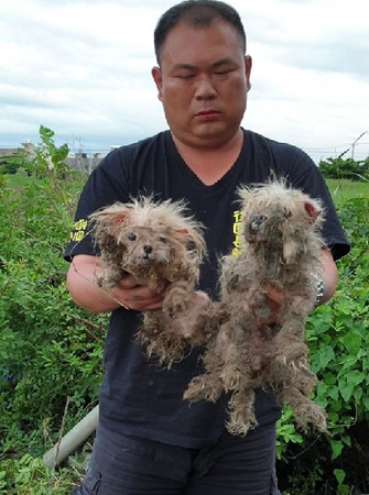 ▲▼馬爾濟斯被養成「抹布狗」最後還慘遭遺棄。（圖／翻攝自粉絲專頁「徐文良（徐園長護生園）」）