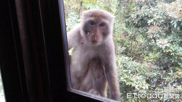 ▲猴害嚴重，延平鄉公所徵專職驅猴人。（圖／記者楊均典翻攝）