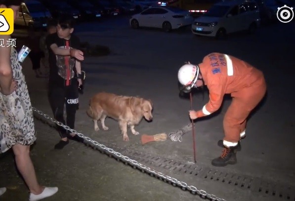 黃金獵犬散步突定格，救了受困同伴。（圖／翻攝自梨視頻）