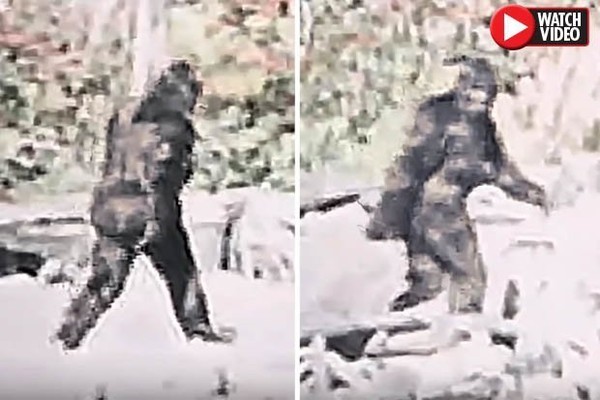 ▲最新公布的超清晰影片顯示，神秘生物「大腳」很可能是真實存在的。(圖／翻攝自YouTube)