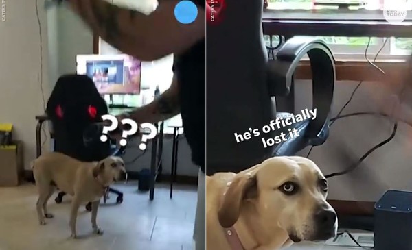 ▲狗狗看到主人玩VR。（圖／翻攝自臉書社團USA TODAY）