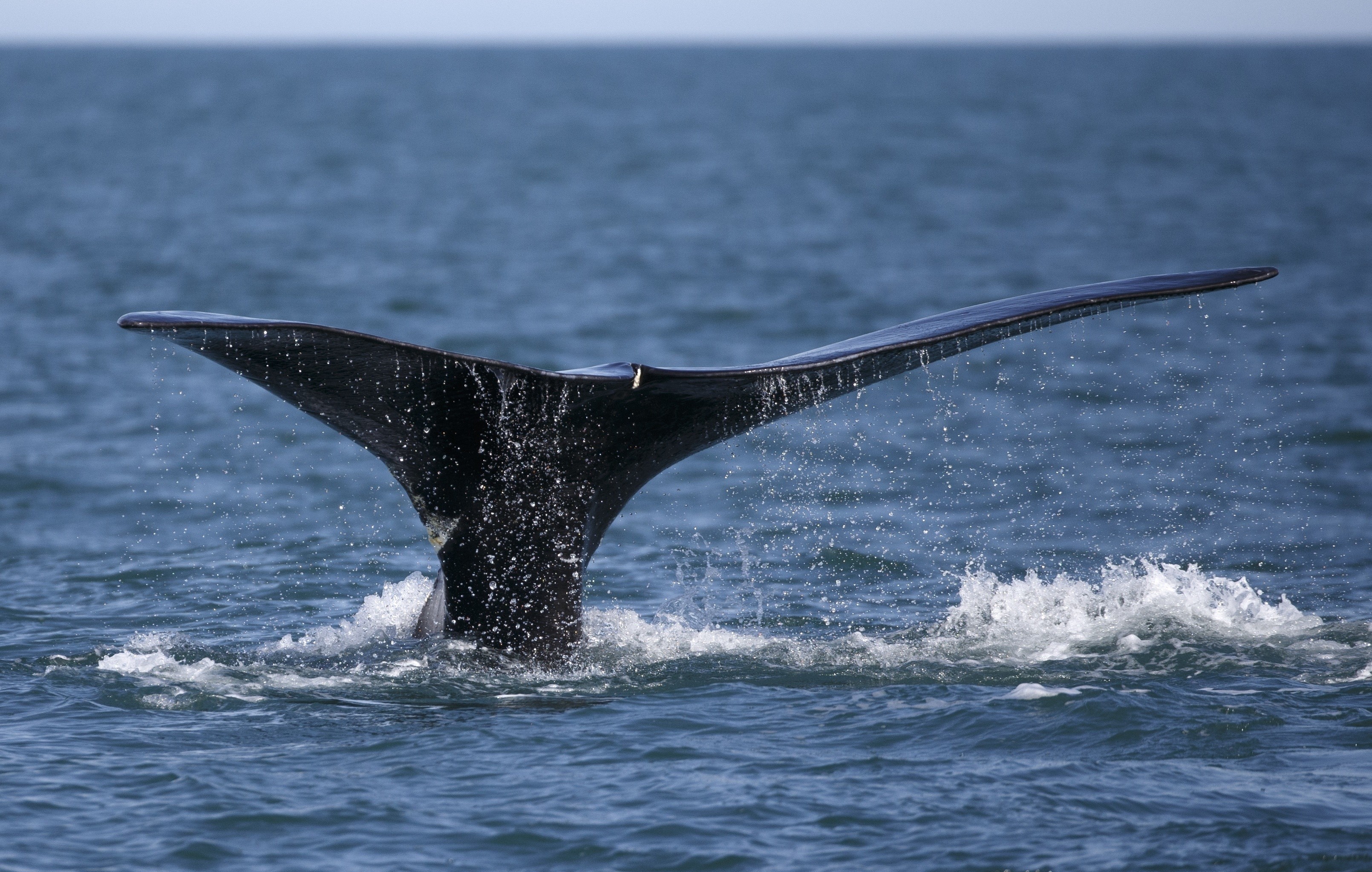 ▲▼北大西洋露脊鯨（North Atlantic right whale）。（圖／達志影像／美聯社）