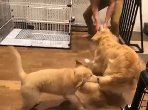 阿金拔河搶拖鞋 屁孩弟 超萌幫倒忙 興奮搖尾 Ettoday寵物雲 Ettoday新聞雲