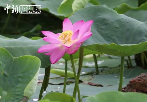 ▲圓明園成功復育古蓮子，開出美麗花朵。（圖／翻攝自中新社） 