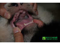 「圓仔」現在長了19顆牙。（圖／台北市立動物園）