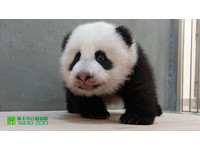 「圓仔」愈來愈有「大貓熊」的樣子了。（圖／台北市立動物園）