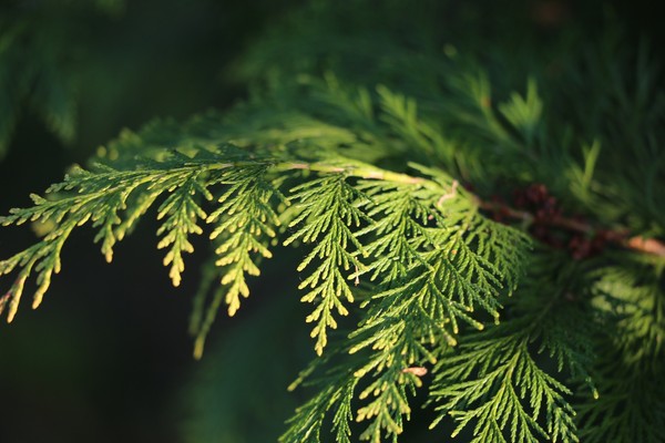 ▲▼龍柏是一種常綠針葉樹，主產地在日本、中國大陸，在台灣亦很常見。（圖／取自免費圖庫pixabay）