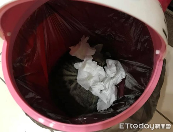▲貓咪「鬧鬧」在垃圾桶裡甜睡。（圖／中途愛媽「奶媽」授權提供，下同）