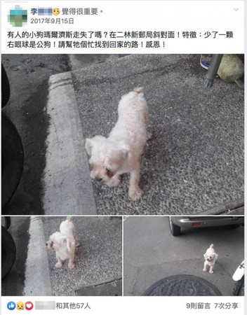 ▲領養獨眼馬爾濟斯犬，涉嫌詐領助養金被起訴（圖／翻攝自Facebook／帳號名稱）