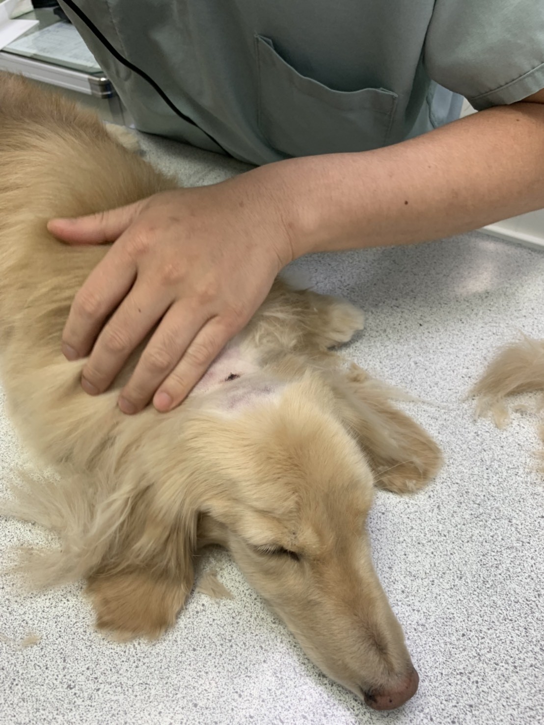 ▲▼ 北市驚傳虐狗事件。（圖／動保處提供）