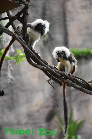 台北市立動物園熱帶雨林館。（圖／台北市立動物園提供）