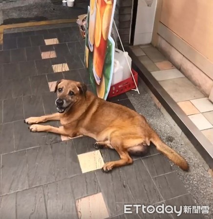 ▲13歲老狗被棄養淚崩了。（圖／金汪汪流浪動物家園提供）