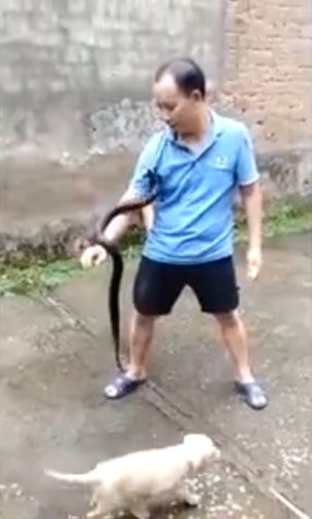 短褲男玩眼鏡蛇請朋友拍片上傳　下秒遭咬胳膊「大片傷口發黑」亡。（圖／翻攝微博）
