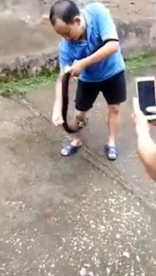 短褲男玩眼鏡蛇請朋友拍片上傳　下秒遭咬胳膊「大片傷口發黑」亡。（圖／翻攝微博）