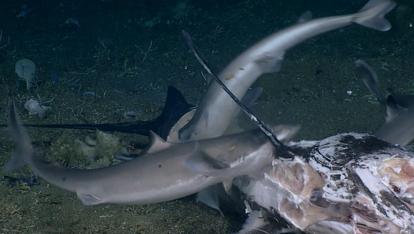 ▲▼深海角鯊搶吃劍魚，大石斑埋伏一口吞掉。（圖／翻攝自NOAA網站） 